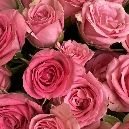 Кустовая роза Букет из 13 кустовых розовых роз